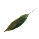 Aspidistra Leaf