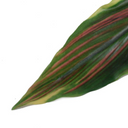 Aspidistra Leaf