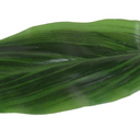 Aspidistra Leaf