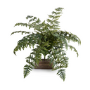 Athyrium Lady Fern Spray