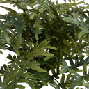 Athyrium Lady Fern Spray