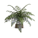 Athyrium Lady Fern Spray