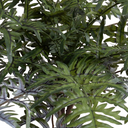 Athyrium Lady Fern Spray