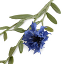 Bachelor's Button Stem