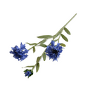 Bachelor's Button Stem