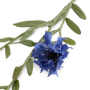 Bachelor's Button Stem