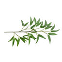 Bamboo Leaf Spray