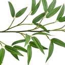 Bamboo Leaf Spray