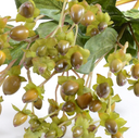 Hypericum Branch 30"