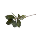 Coffee Berry Branch 37"