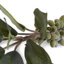 Coffee Berry Branch 37"