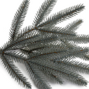 Blue Spruce Spray