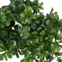 Boxwood Leaf Pick