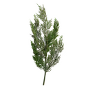 Cedar Foliage Spray