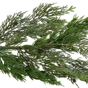 Cedar Foliage Spray