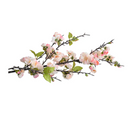 Cherry Blossom flower branch