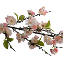 Cherry Blossom flower branch