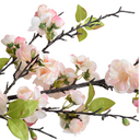 Cherry Blossom flower branch