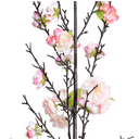 Cherry Blossom flower branch