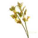 Coleus Stem