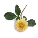 Dahlia Stem