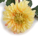 Dahlia Stem
