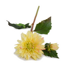 Dahlia Stem