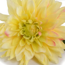 Dahlia Stem