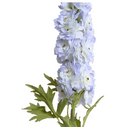 Delphinium flower stem