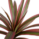 Dracaena Marginata Branch