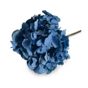 Hydrangea Stem