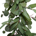 Eucalyptus Leaf Garland
