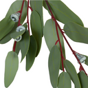 Eucalyptus seeded greenery spray