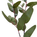 Eucalyptus seeded greenery spray