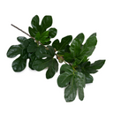Fig Leaf branch spray w/fruits