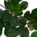 Fig Leaf branch spray w/fruits