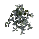 Fittonia Bush