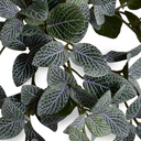 Fittonia Bush