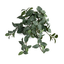 Fittonia bush