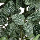 Fittonia bush