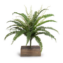 Forest Fern Spray