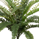 Forest Fern Spray