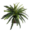 Forest Fern Spray
