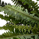 Forest Fern Spray