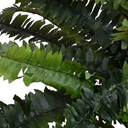 Forest Fern Spray