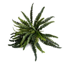 Forest Fern Spray