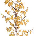 Forsythia Flower Branch