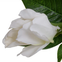 Gardenia Flower Spray