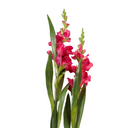 Gladiolus Flower Stem