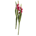 Gladiolus Flower Stem